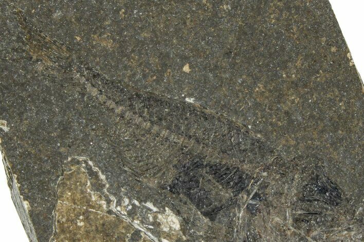 Oligocene Fossil Percoid Fish (Oligoserranoides) - Poland #374403